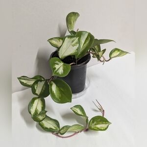 A Golden Hoya plant Krimson Princess in a four inch pot with plant food.